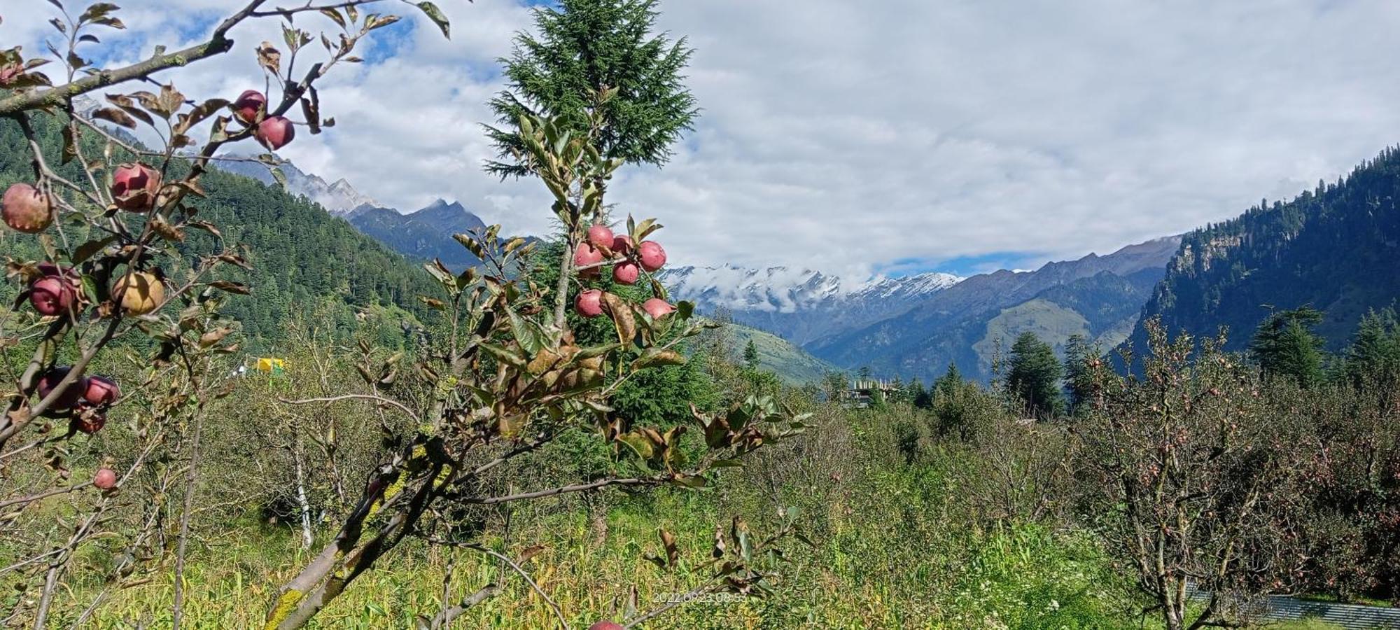 Hotel Apple Flower Manāli Exteriér fotografie